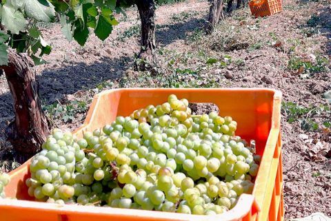 Cooking Class & Wine-tasting tour 2