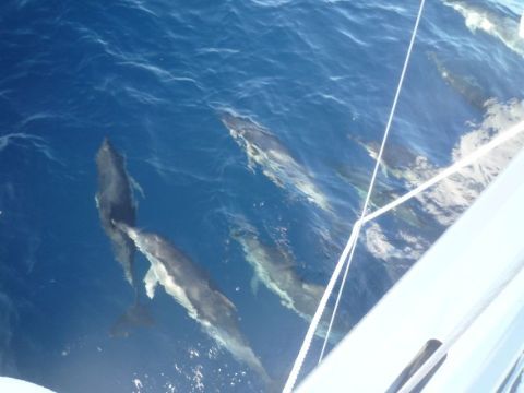 Iraklia Schinoussa and Naxos sailing tour with lunch 2