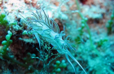 Snorkeling Tours in Zakynthos 2