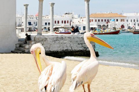 Meet Petros the Pelican