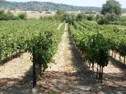 Private Corfu Full Day Wine Tasting Shore Excursion 2